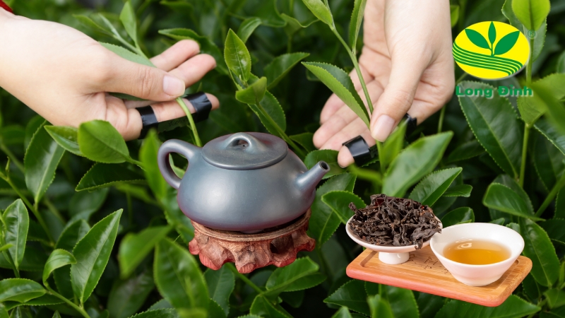mùi hương của black tea