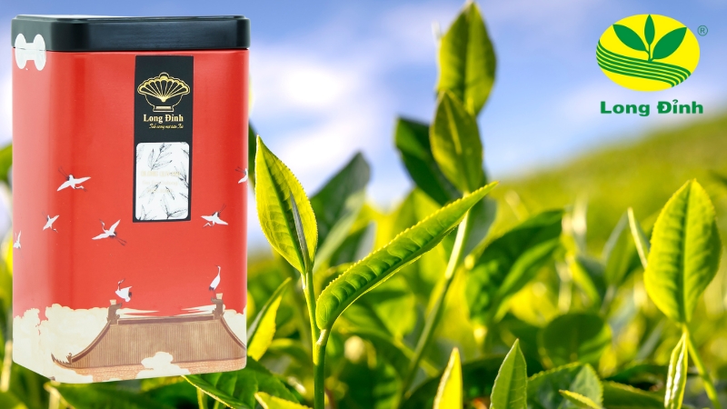 trà ô long quý phi