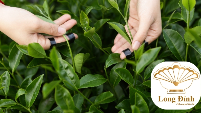 lá trà đại hồng bào tươi